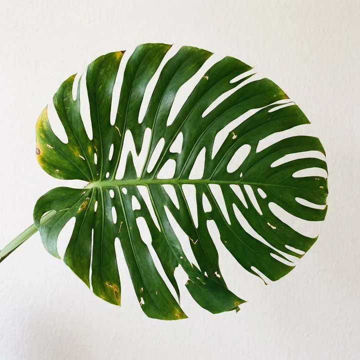 Нано-бананы, прорывающиеся между листьями пальмы чешуйчатой