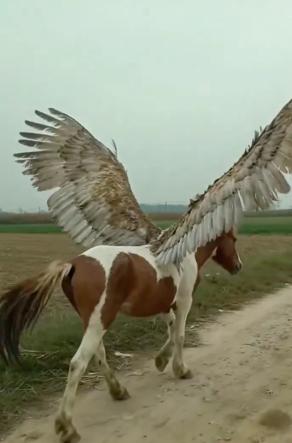 乡村惊现奇异飞马的手机实录
